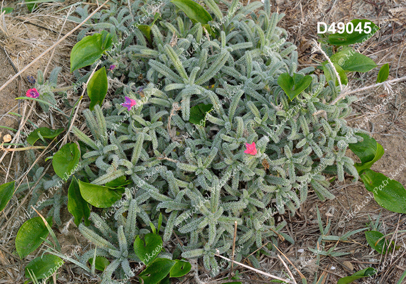 Echium angustifolium